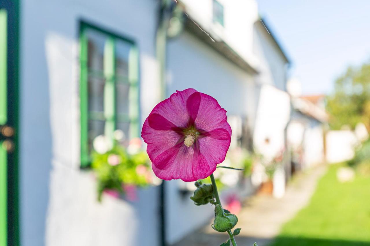 Weissenbacherhof Oslip Exteriér fotografie